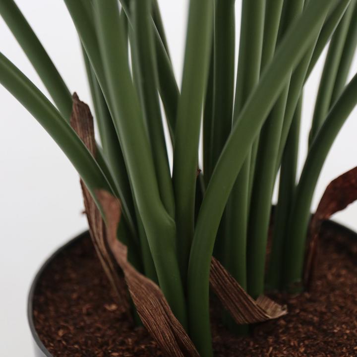 Immagine prodotto Plant in a Box Philodendron - (65 cm)