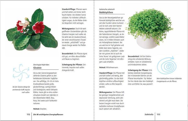 Produktbild Positive Energie mit Zimmerpflanzen - 86 Energiepflanzen für mehr Kraft, Harmonie und innere Ru (Deutsch, Eva Katharina Hoffmann, 2019)