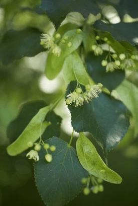 Produktbild Sonnentor Lindenblüten Tee ganz (35 g)