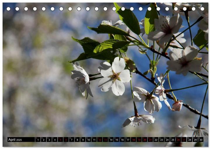 Actual product image Japan - Details (Tischkalender 2025 DIN A5 quer), Monatskalender (A5, German)