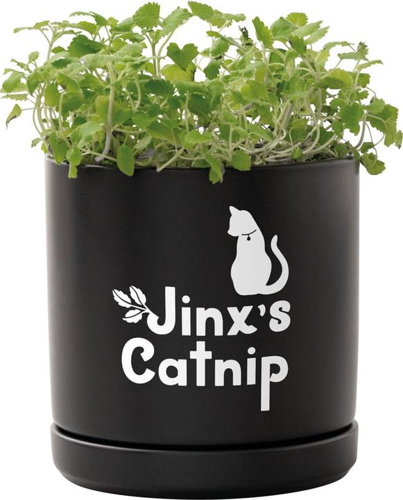 Image du produit Cricut Film vinyle Joy Xtra Smart détachable 24.1 x 91.4 cm, Blanc