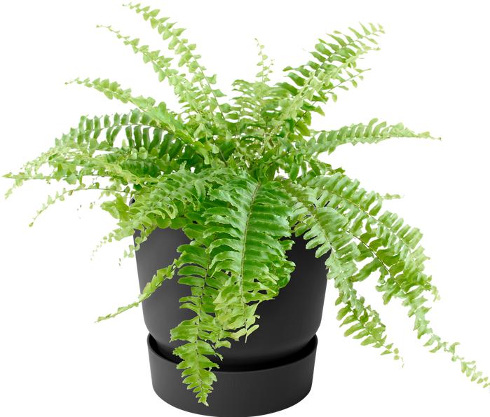 Produktbild Elho Greenville Easy Hanger (25 cm)