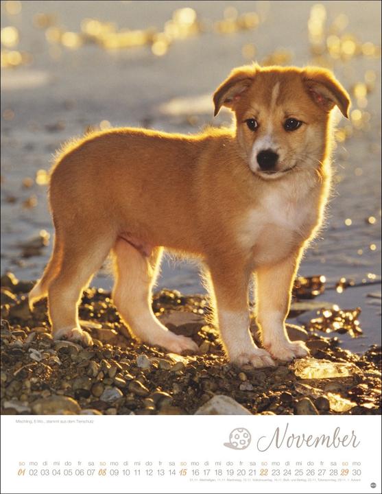 Actual product image Hundekinder Posterkalender 2026
