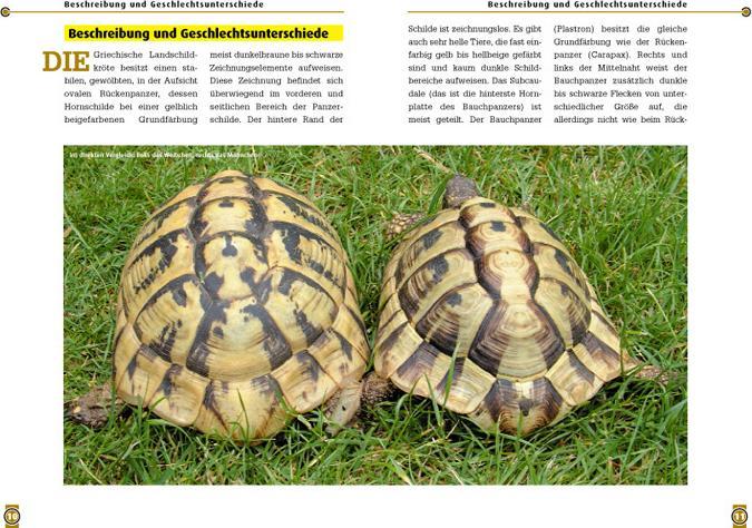 Produktbild Die Griechische Landschildkröte (Deutsch, Michael Schardt, 2015)