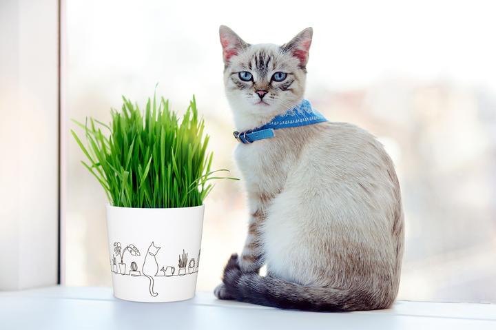 Image du produit Scheurich Catview (12.80 x 11.70 cm)