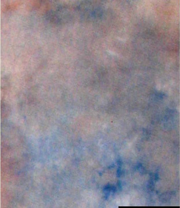 Fabric Background S122 2,9x7 m