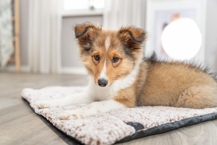 Actual product image Trixie Hunde-Liegematte Calida 80 cm x 55 cm (Dog)