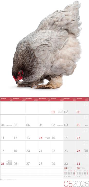 Produktbild Verrückte Hühner Kalender 2026 - 30x30 (30 x 30 cm, Harter Einband, Englisch, Französisch, Deutsch, Italienisch)