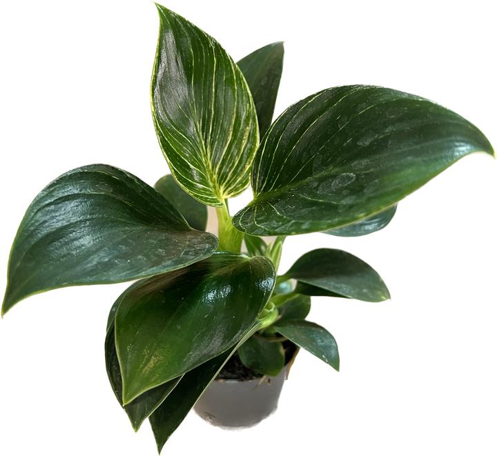 Mahaloplants Philodendron White Measure - kaufen bei Galaxus