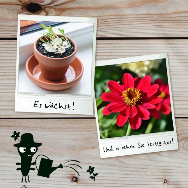 Produktbild Kosmos Blühendes Papier