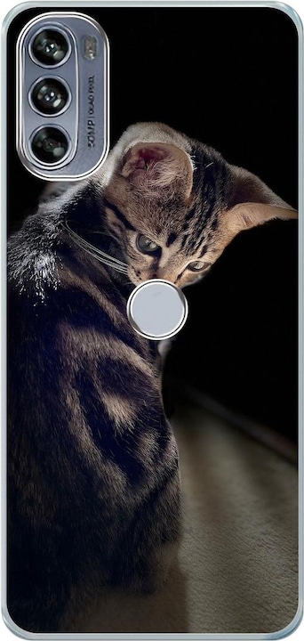 Junge Katze