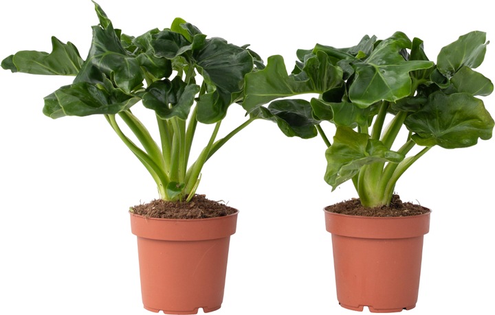 Produktbild Plant in a Box Philodendron bipinnatifidum 'Atom' - 2er Set Fiederspaltiger Baumfreund (30 cm)