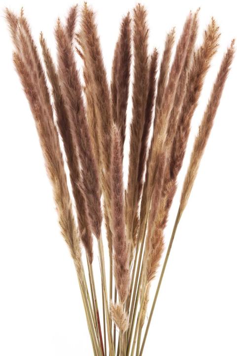 Geschenkkörbe CH Schilfgras Trockenblumen, natur (Fiori secchi)