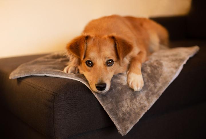 Actual product image Deek Pets deek "Thermo Mat" Self-Heating Blanket (Dog)