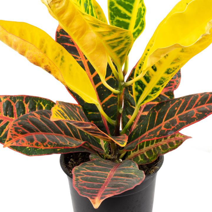 Produktbild Flowerbox Wunderstrauch "Petra" - Codiaeum Petra (20 cm)
