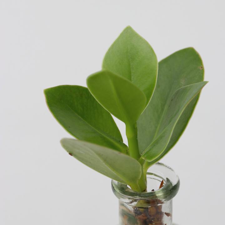 Produktbild Plant in a Box Clusia rosea Princess (20 cm)