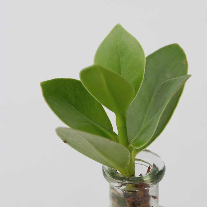 Actual product image Plant in a Box Clusia rosea Princess (20 cm)