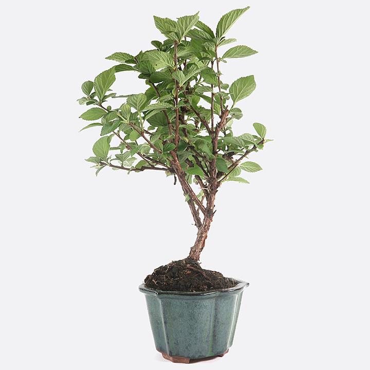 Produktbild Bonsai.ch Prunus tomentosa NankinKirsche cm