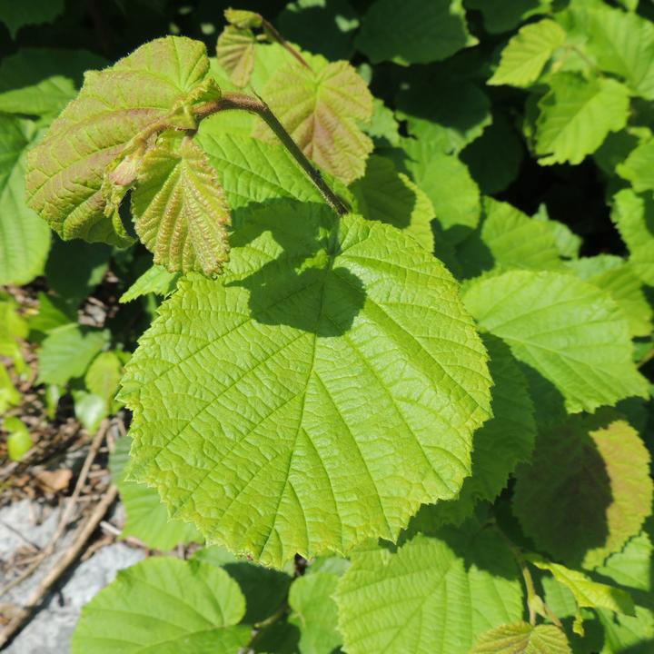 Image du produit Zulauf Haselnussstrauch / Corylus avellana (100 cm)
