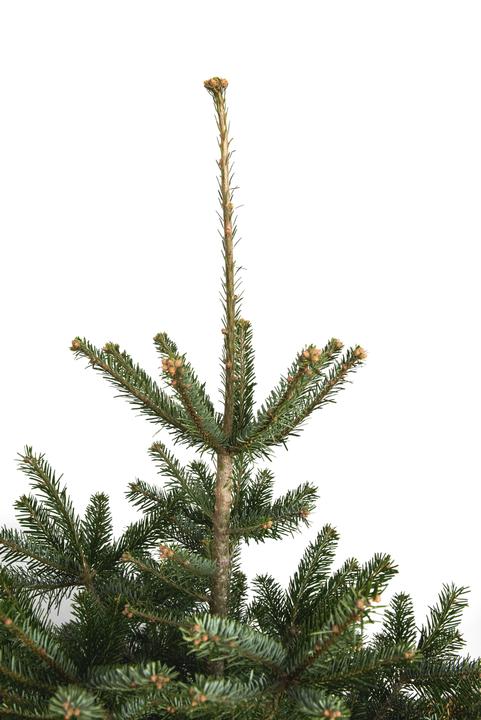 Image du produit Fresca-Plant Sapin Nordmann (150 cm)