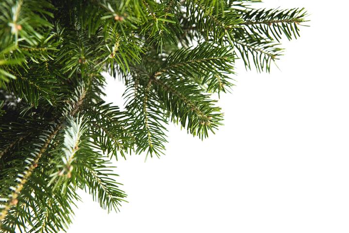 Image du produit Fresca-Plant Sapin Nordmann (150 cm)