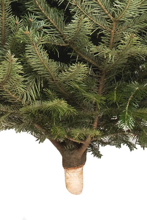 Image du produit Fresca-Plant Sapin Nordmann (150 cm)