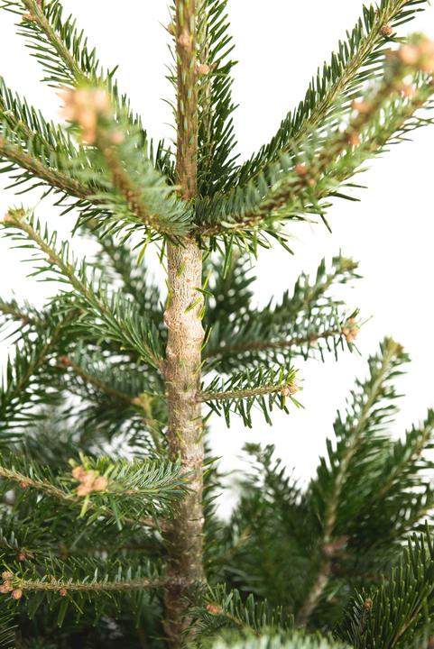 Image du produit Fresca-Plant Sapin Nordmann (150 cm)