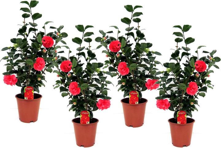 Actual product image Plant in a Box Camellia japonica Lady Campbell - set of 4 camellias (60 cm)
