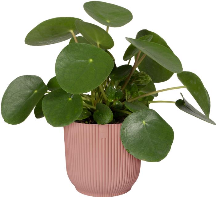 Produktbild Elho Vibes (30 x 27 cm)