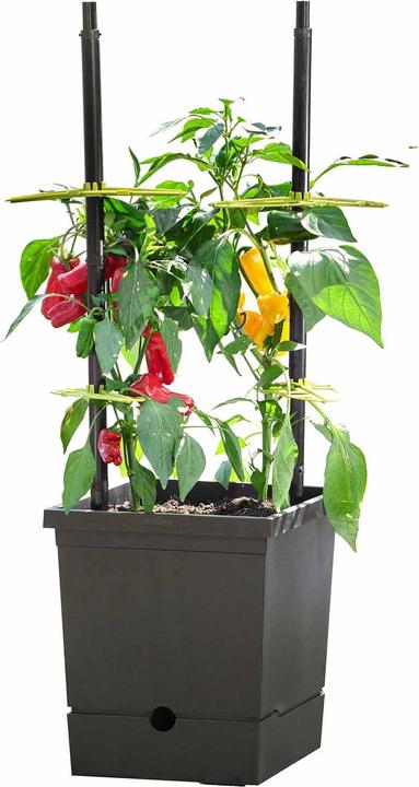 Produktbild Romberg Tomatentopf mit Selbstbewässerung und Rankhilfe – Recycelter Kunststoff, 17L Pflanztopf, Ide (26 cm)