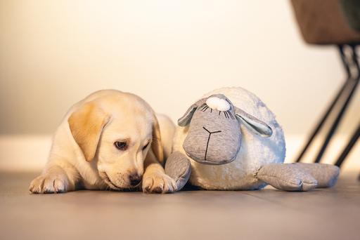 Actual product image Beeztees Herzschlag (Puppy Toy)