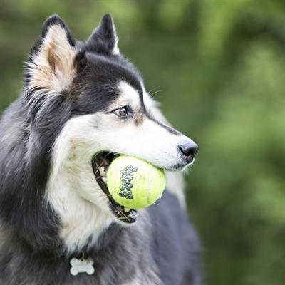 Actual product image KONG Dog Toy SqueakAir Balls (Ball toy dog)