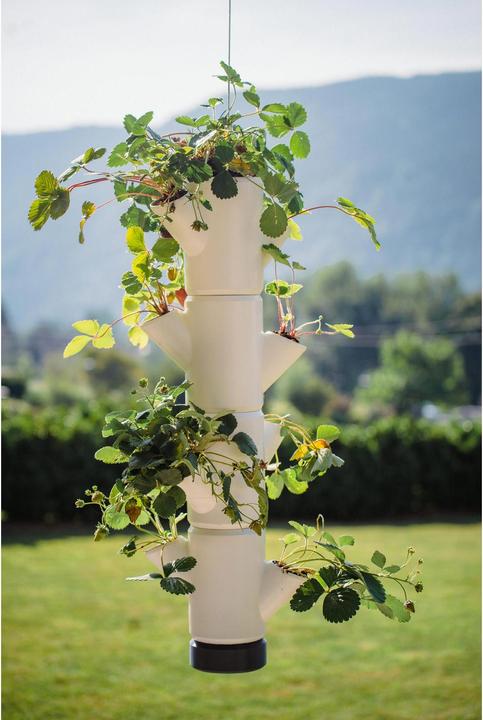 Immagine prodotto Gusta Garden Sissi Fragola (17 cm)