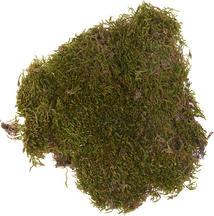 Immagine prodotto VBS Muschio per piastre, 50 g