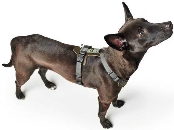 Produktbild Hunter Geschirr Aalborg Mixed (XS, S, Hund, Allgemein)