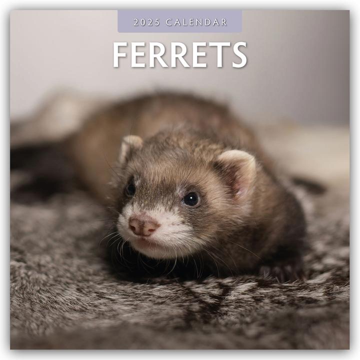 Produktbild Red Robin Publishing Ltd:Ferrets - Fret (305 x 305 mm, Harter Einband, Deutsch)