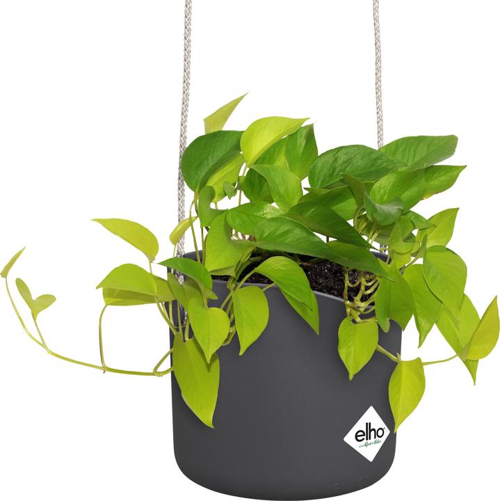 Produktbild Elho B.for Swing (18 x 170 cm)