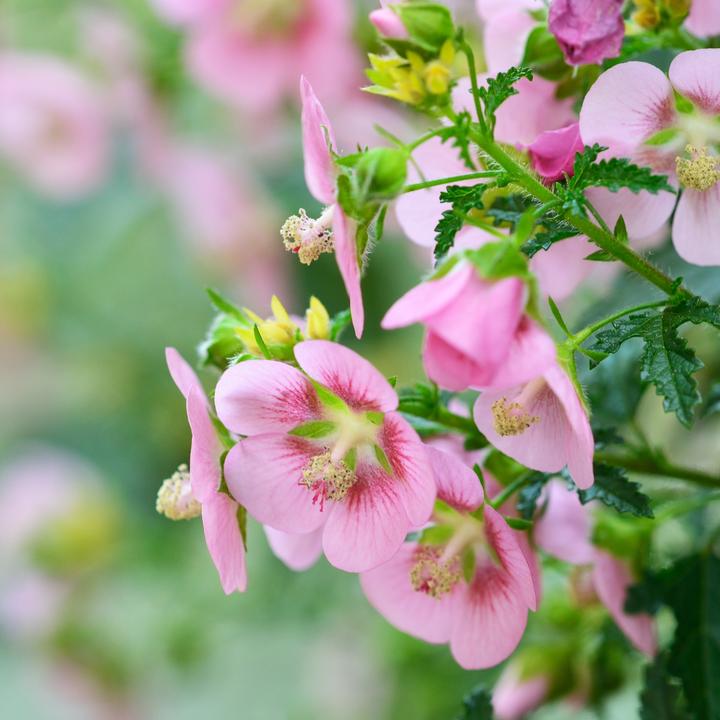 Immagine prodotto Plant in a Box Anisodontea capensis 'El Rayo' - Set di 3 malva del Capo (25 cm)