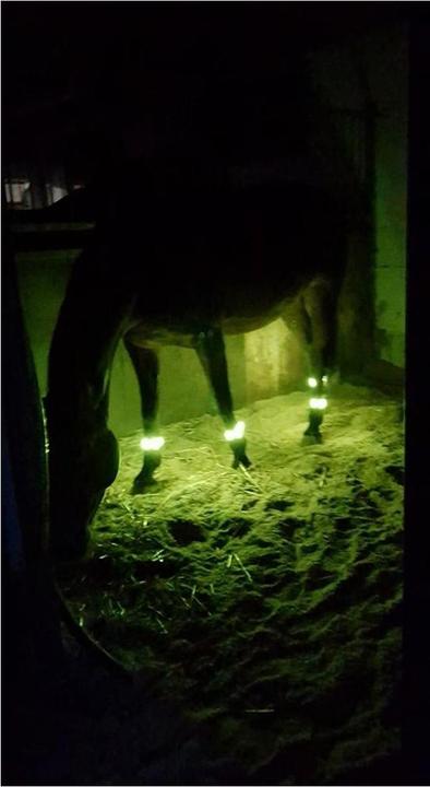 Image du produit Animal Light LED Leuchtgamaschen Threeple 4er-Set