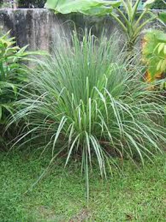 Produktbild Tropica Zitronengras (Kräutersamen)