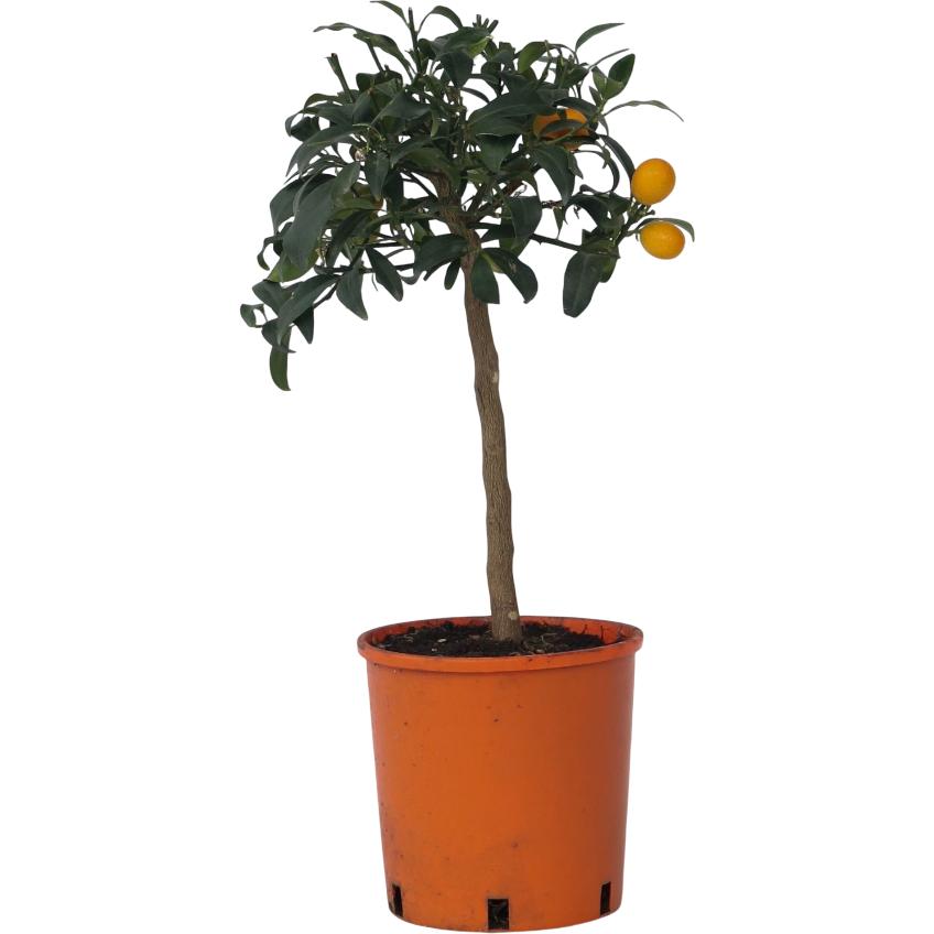 Plant in a Box, Pflanzen, Citrus microcarpa fortunella Kumquat (60 cm)