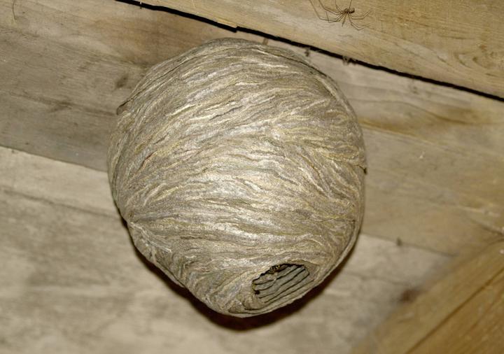 Produktbild Gardigo Wespennest-Attrappe