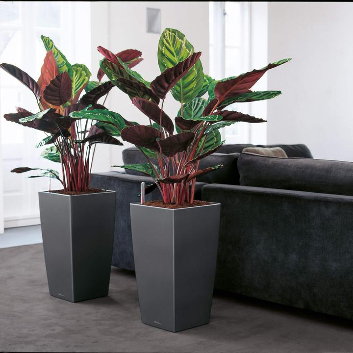 Actual product image Lechuza cubico (39.50 x 39.50 x 75.50 cm)