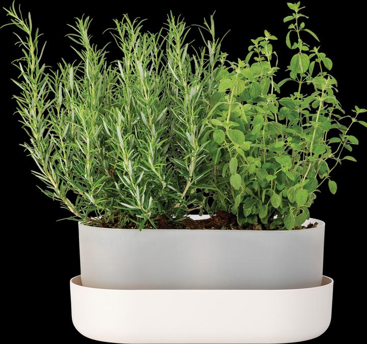 Image du produit Plastia Blumenkasten mit Untersetzer Tolita 31 cm (1.60 cm)