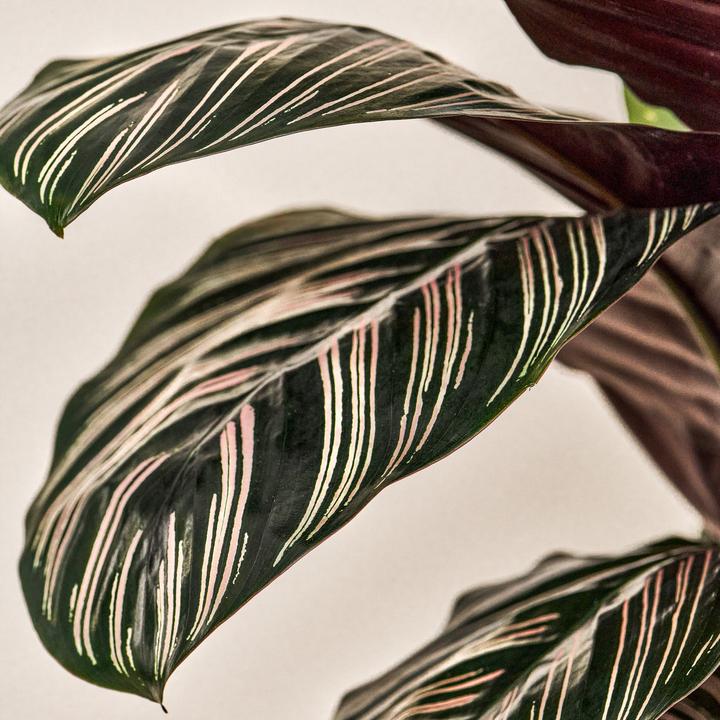 Image du produit Mary and Plants Pin Stripe Calathea (75 cm)