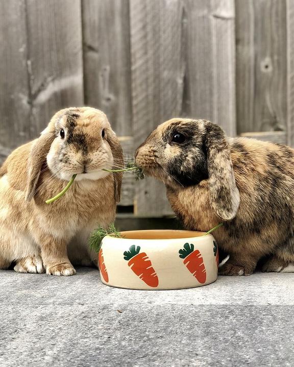 Actual product image Nobby Ceramic feeding trough CARROT (0.50 l)
