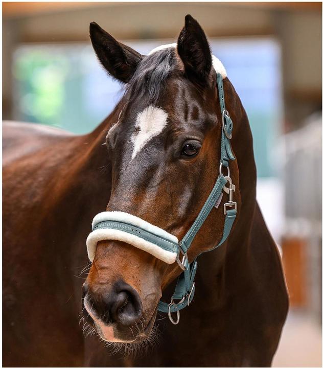 Produktbild Waldhausen Halfter Elegant