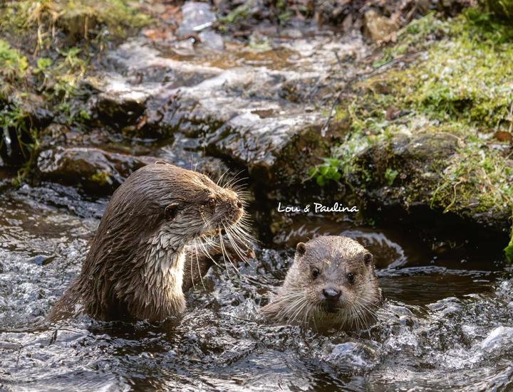 Produktbild Otter Kalender 2026 Wandkalender Eintragkalender