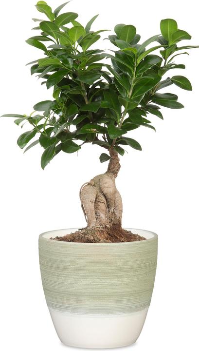 Produktbild Scheurich Blumentopf Matcha Cream 950, 16 cm, Grün, Detailfarbe (16 cm)
