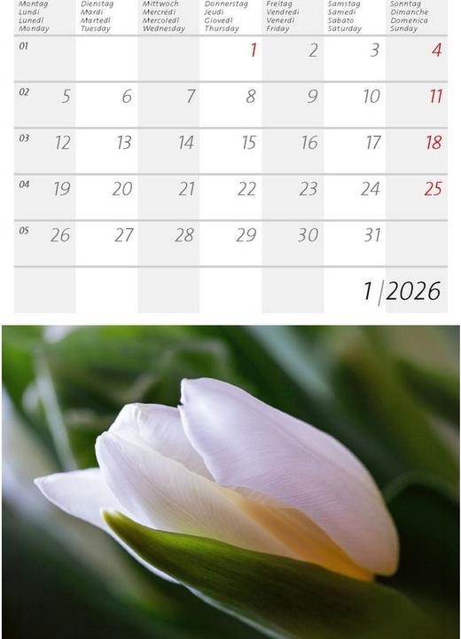 Actual product image Alpen- und Gartenblumen 2026